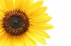 sunflower613