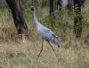 thebrolga