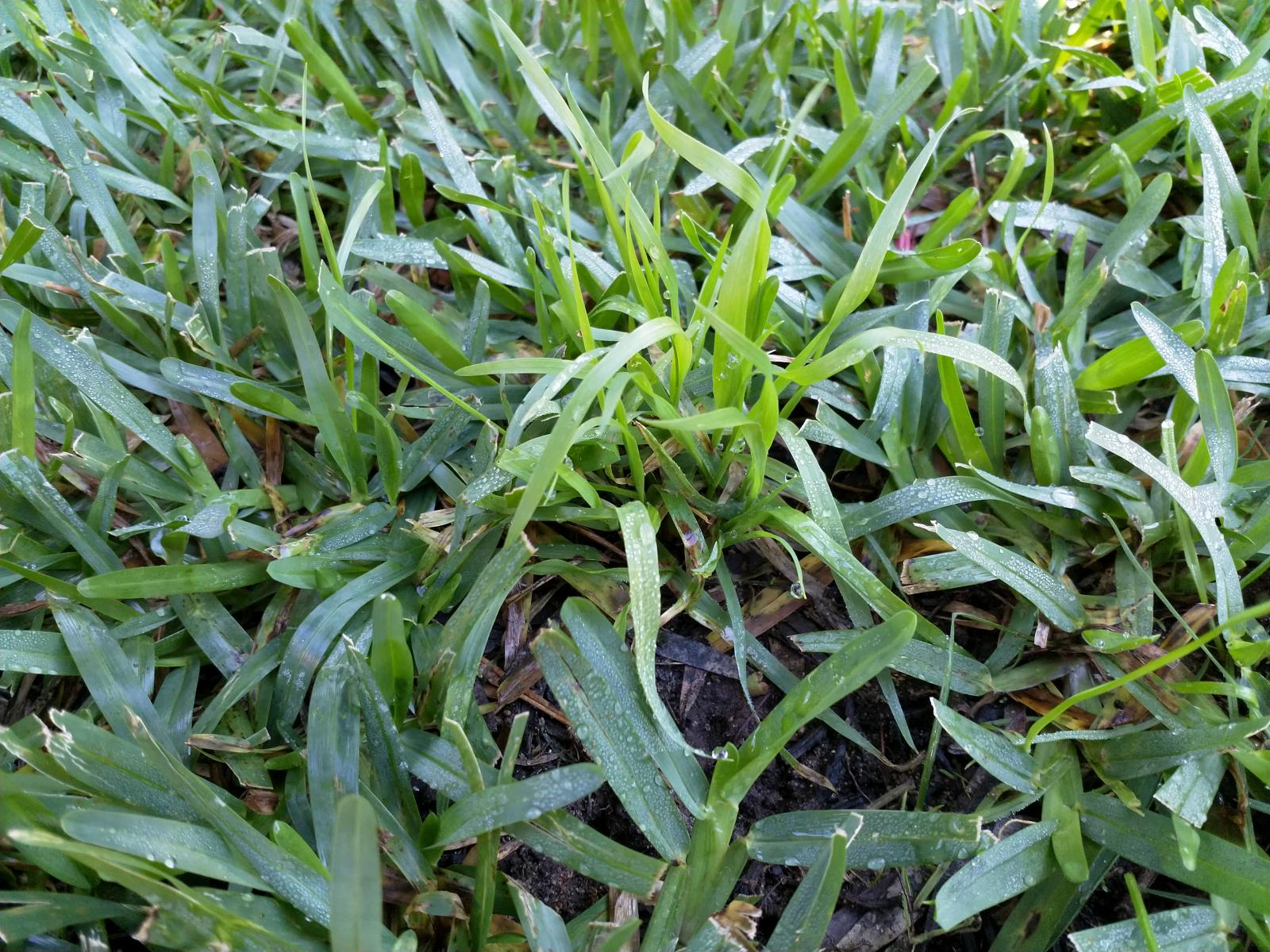 Unknown weed in lawn