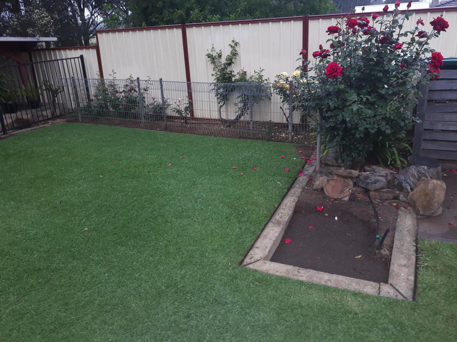 Changing lawn from couch to kikuyu?