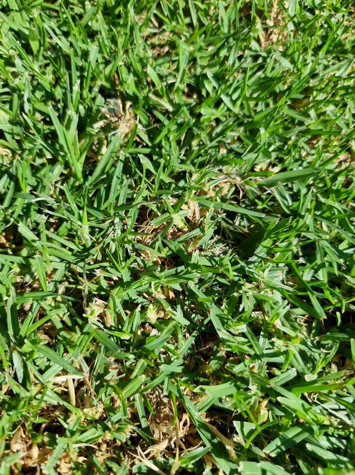View Topic Help Identifying Grass Type • Home Renovation And Building Forum