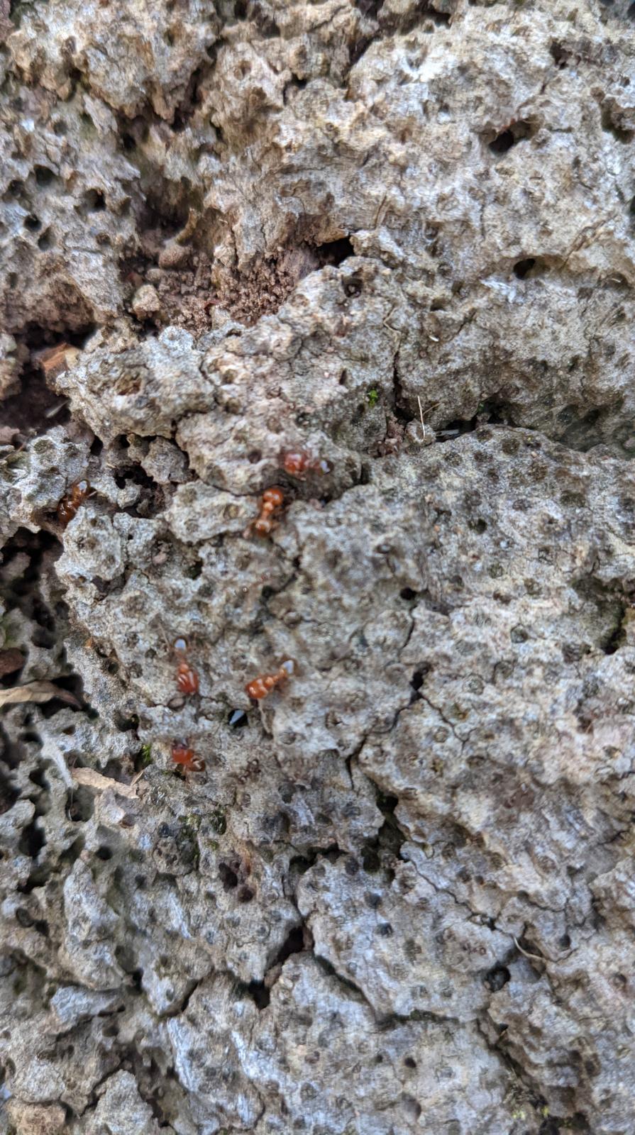 Are these Termites