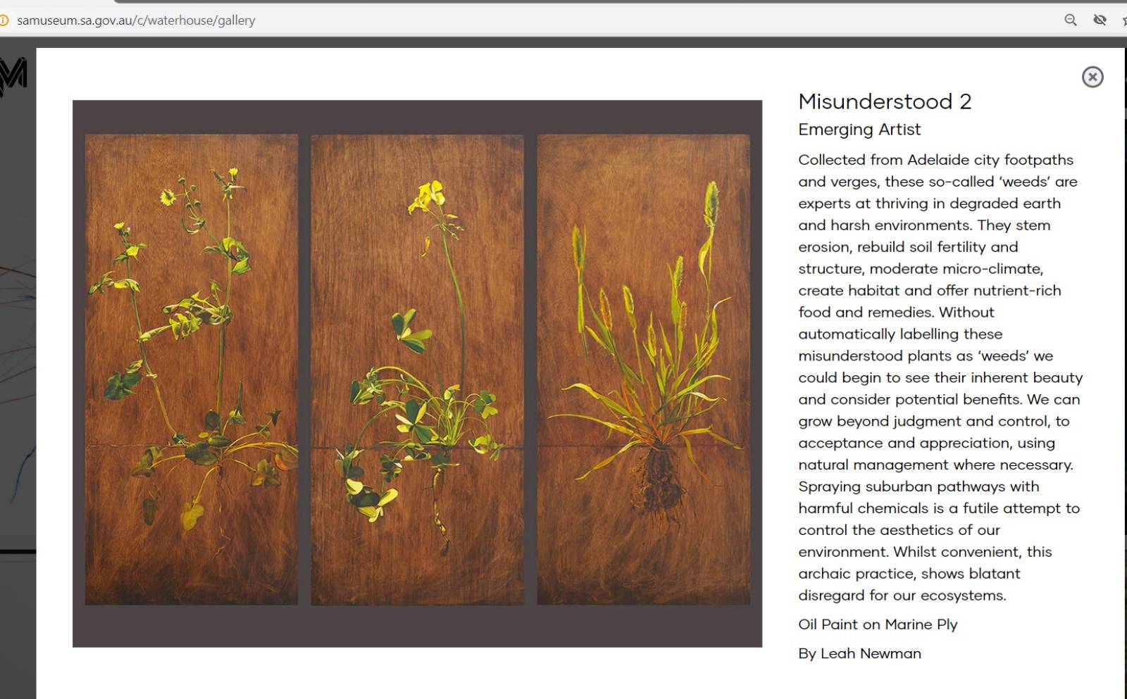 names of three weeds in the painting at the SA Museum