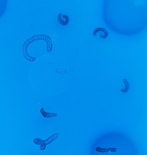 Floating insect or debris in pool that look like springs