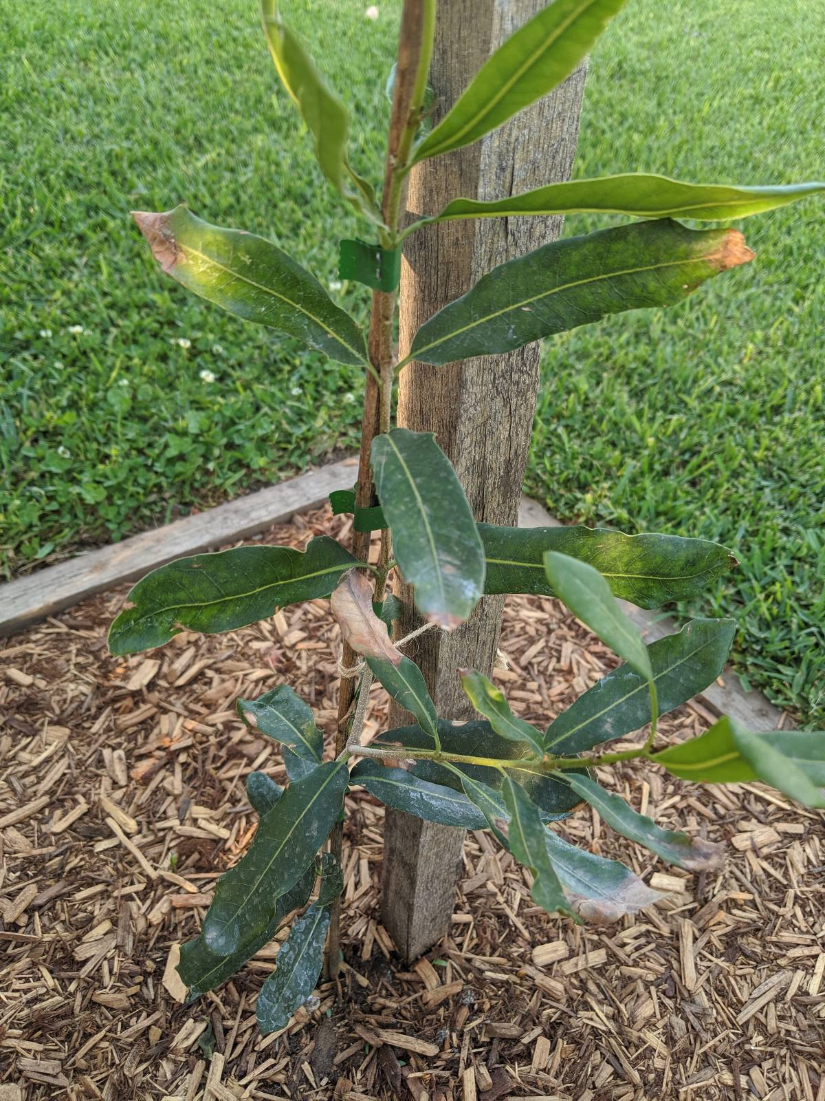 What's wrong with my macadamia tree